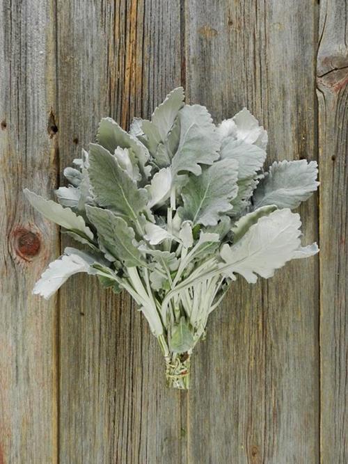 DUSTY MILLER   GRAY GREENS